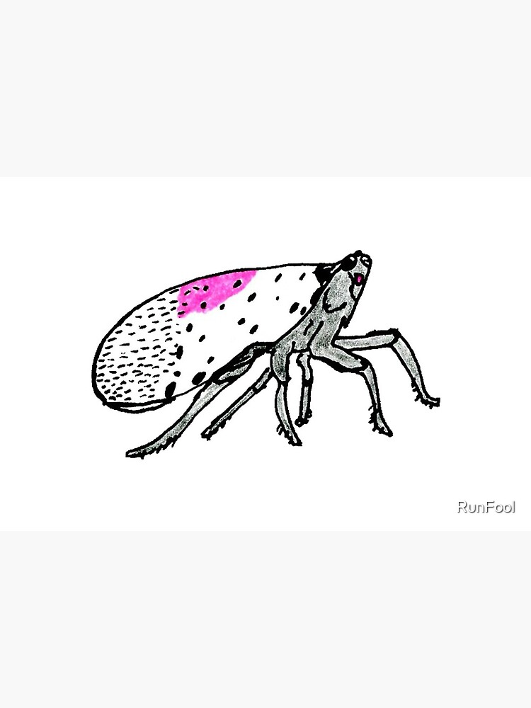 Spotted Lanternfly Drawing 