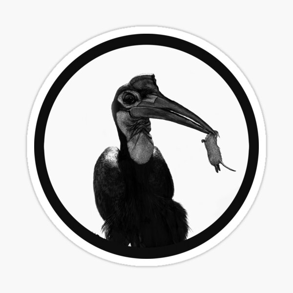 Abby, an Abyssinian ground hornbill Sticker