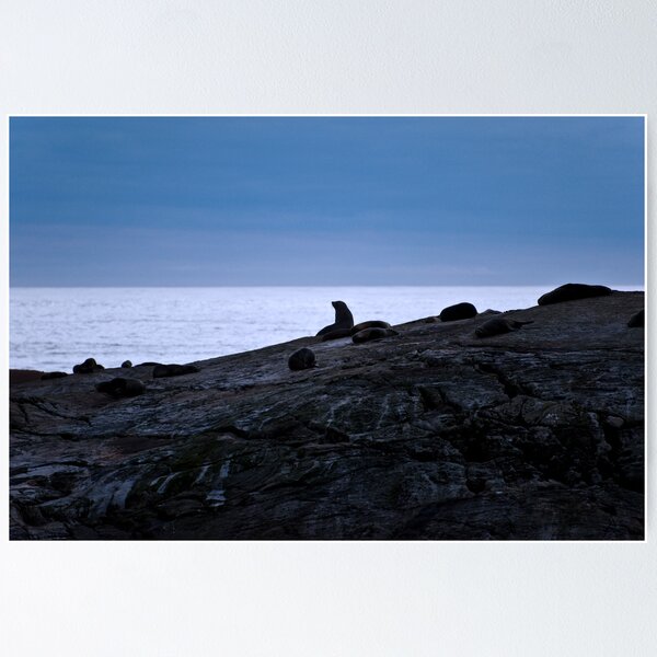 Item preview, A Rock Full of Seals designed and sold by Sheaney.