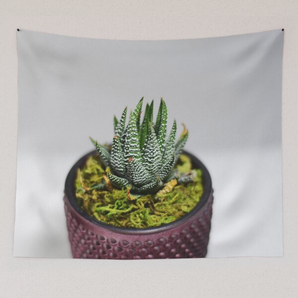 Item preview, Zebra plant haworthia  designed and sold by Asiantiger247.