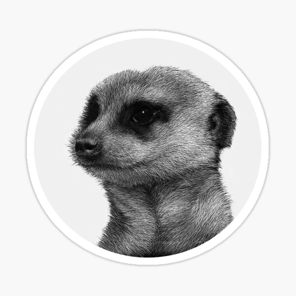 Kalahari, a meerkat Sticker