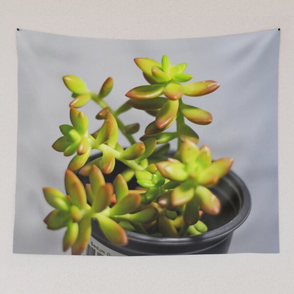 Item preview, Sedum succulent  designed and sold by Asiantiger247.