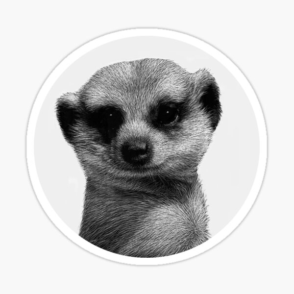 Karla, a meerkat Sticker