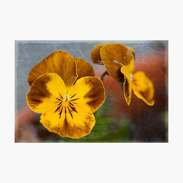 Item preview, Viola designed and sold by Roy Griffiths.
