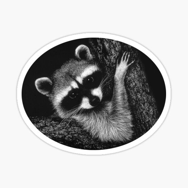 Pandora the raccoon Sticker