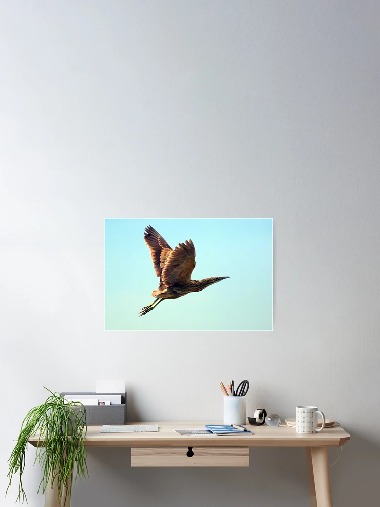 Thumbnail 2 von 3, Poster, American Bittern designt und verkauft von Randall Ingalls.