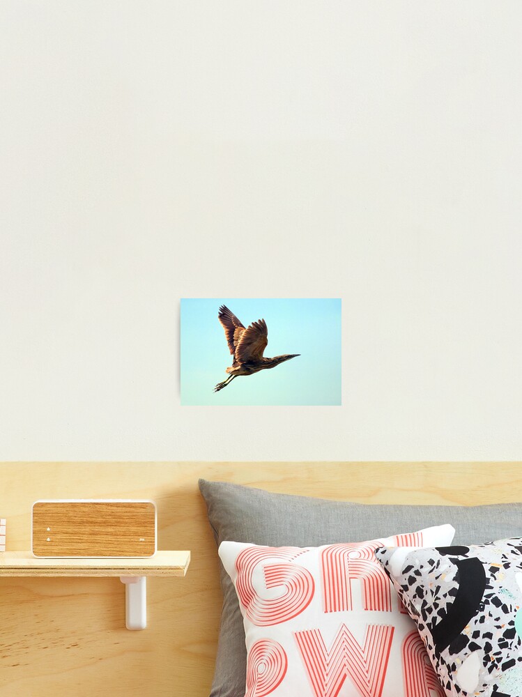 Thumbnail 2 of 3, Photographic Print, American Bittern designed and sold by Rando.