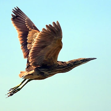 Artwork thumbnail, American Bittern by Randall Ingalls