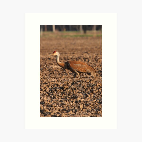 Item preview, Sandhill Crane in Field designed and sold by ThomasMurphy.