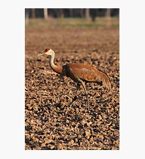Sandhill Crane in Field Photographic Print