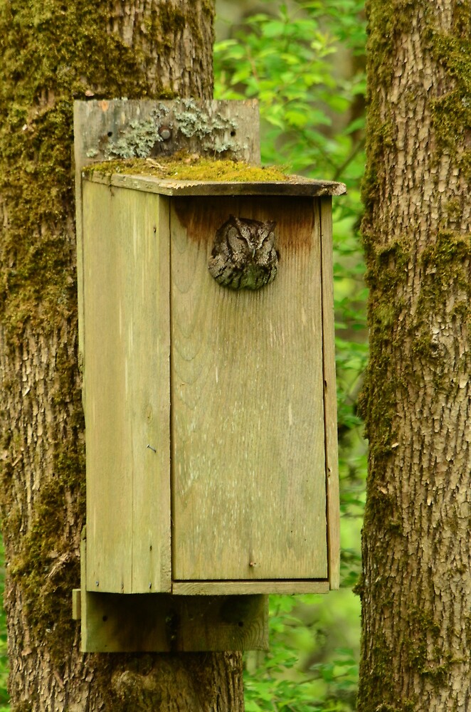 "Western Screech Owl in Wood duck nesting box" by Stephanie Hazen