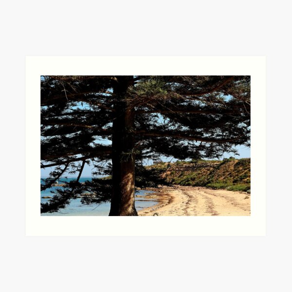 Norfolk Island Pine Wall Art Redbubble