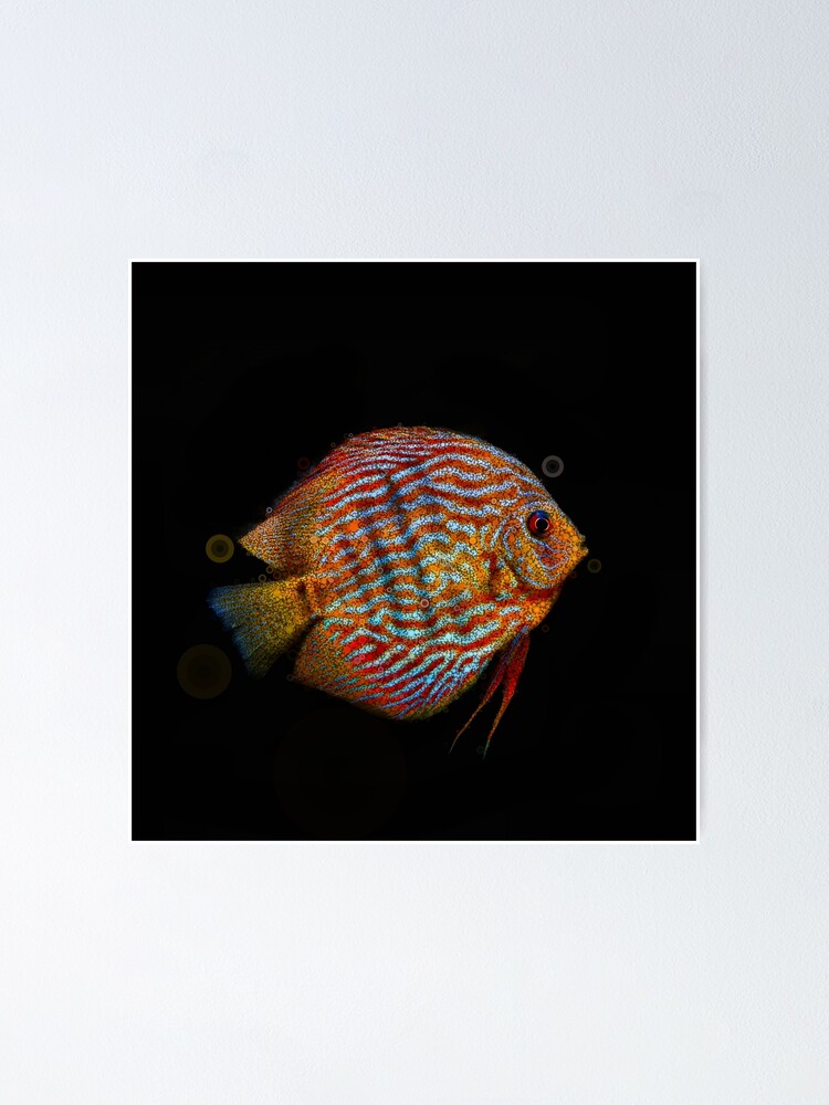 Tropical Discus Fish Orange Photo Poster Print 