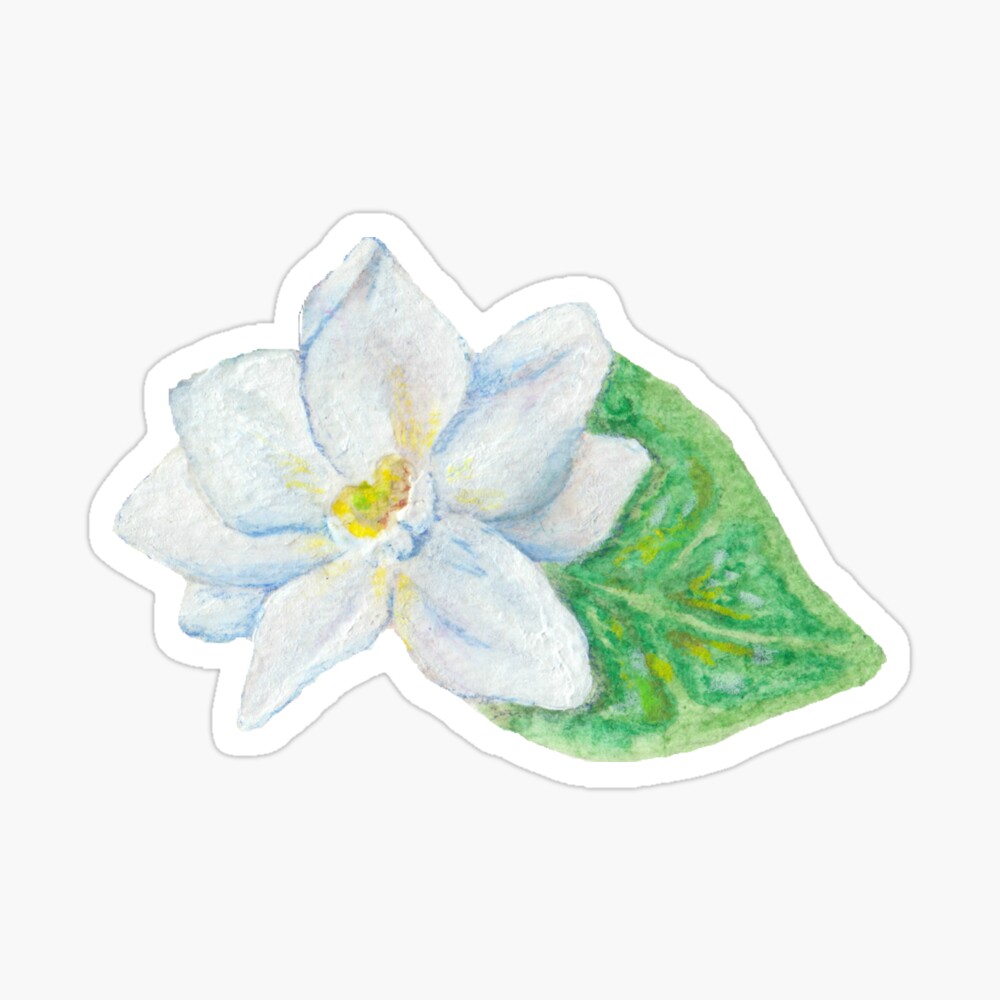 Large White Jasmine - Gift Flower symbol of love