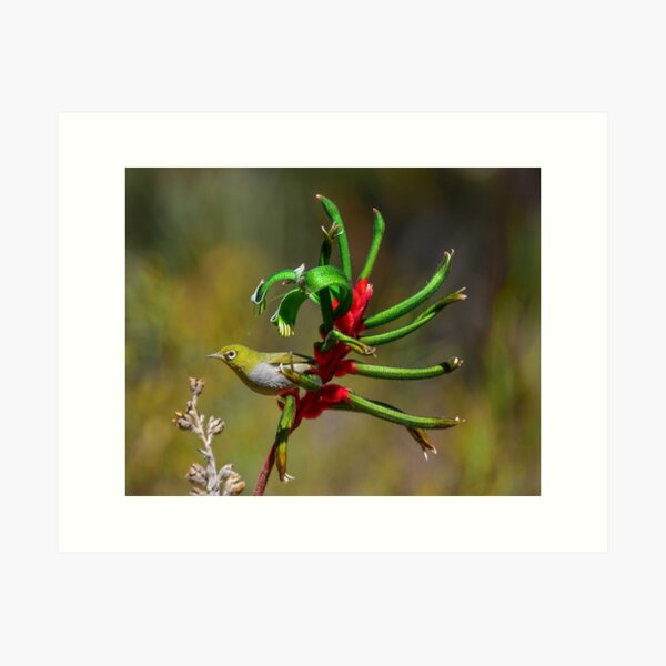 Silvereye on kangaroo paw Art Print
