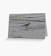 A plaintive wail Greeting Card