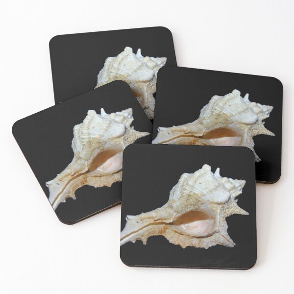 Item preview, small white conch sea shell  designed and sold by NJH110.