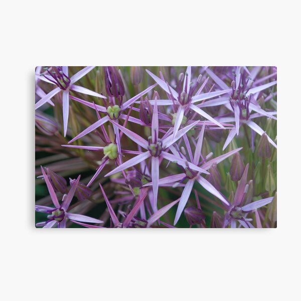 Star Flowers Metal Print