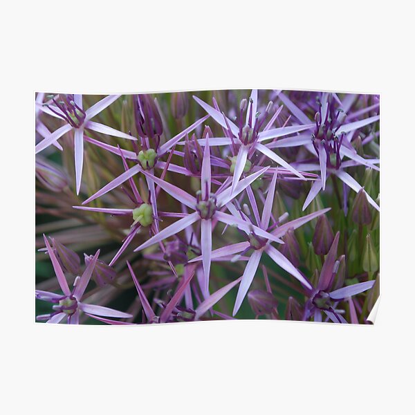 Star Flowers Poster