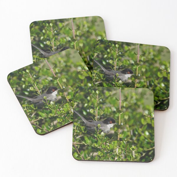 Item preview, Curruca sarda, Parque Nacional de Doñana, España designed and sold by AndrewJonesFoto.