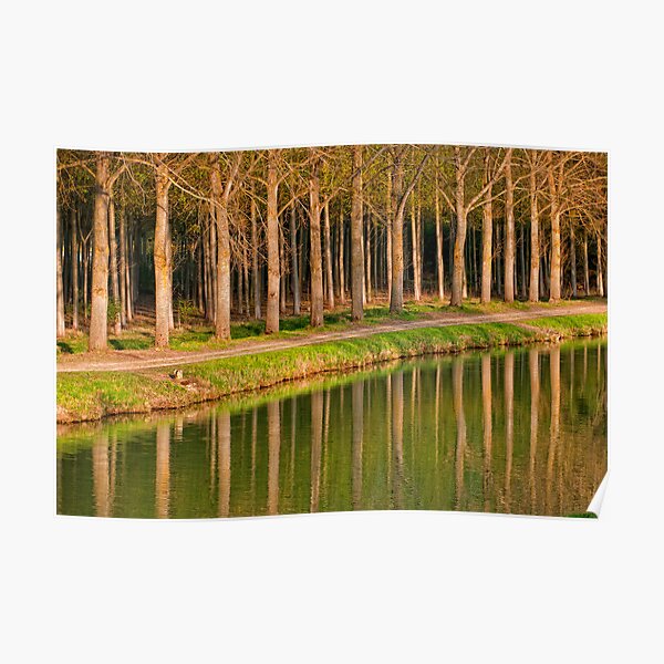 Enchanted Forest Poster