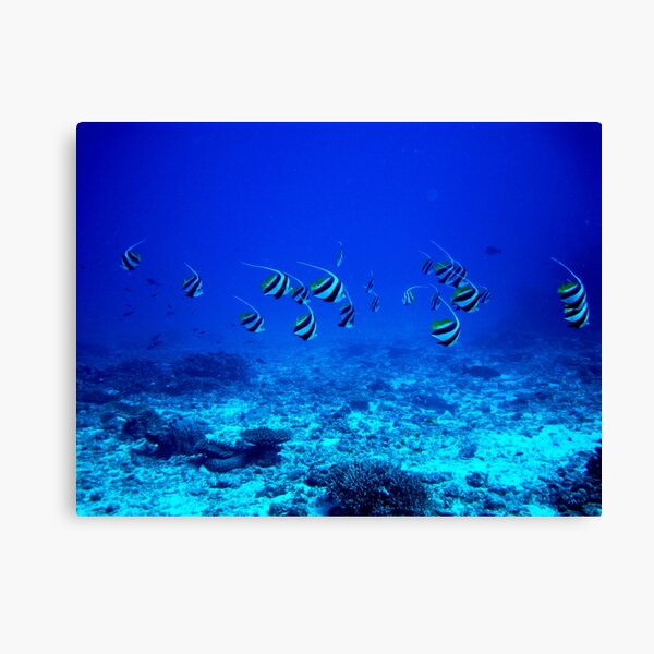 A friendly bunch! Canvas Print