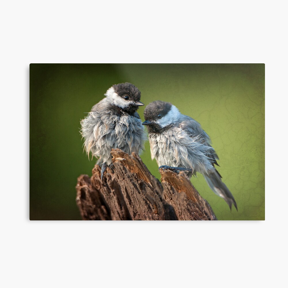 All fluffed up and nowhere to go! Art Board Print for Sale by Bonnie T.  Barry | Redbubble
