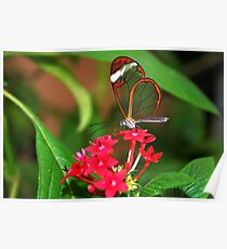 Flower Glasswing - Greta Oto Poster