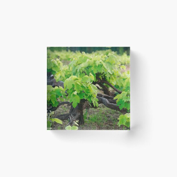 Artikelvorschau, Grape vines entworfen und verkauft von Gaspar Avila.