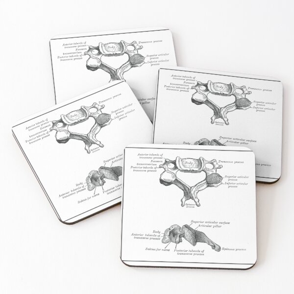 Item preview, Cervical Vertebrae Anatomical Diagram designed and sold by beesbuzz.