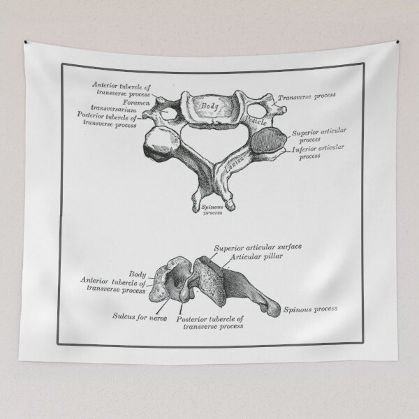 Item preview, Cervical Vertebrae Anatomical Diagram designed and sold by beesbuzz.