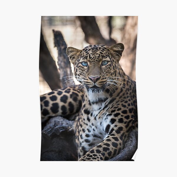 Leopard Watching You! Poster