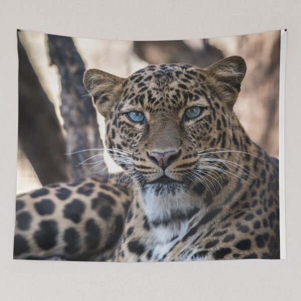 Item preview, Leopard Watching You! designed and sold by Tim Thompson.
