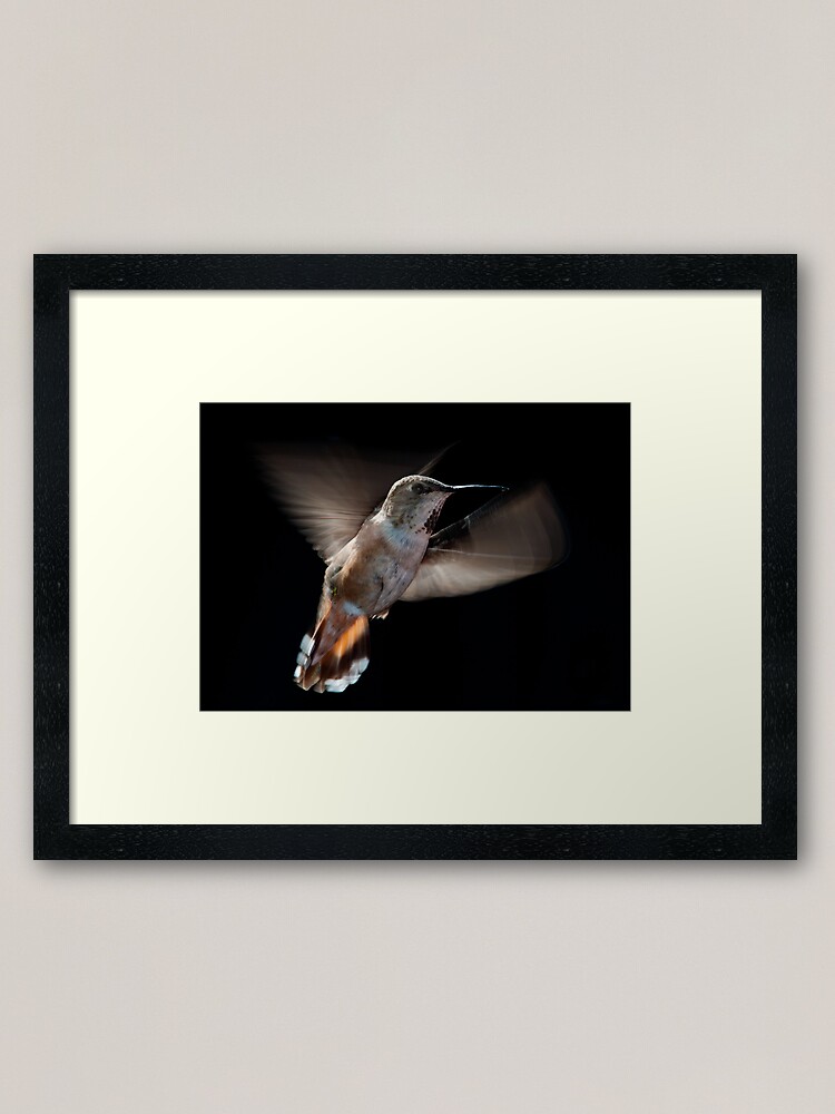 Alternate view of Humming Bird 02 Framed Art Print