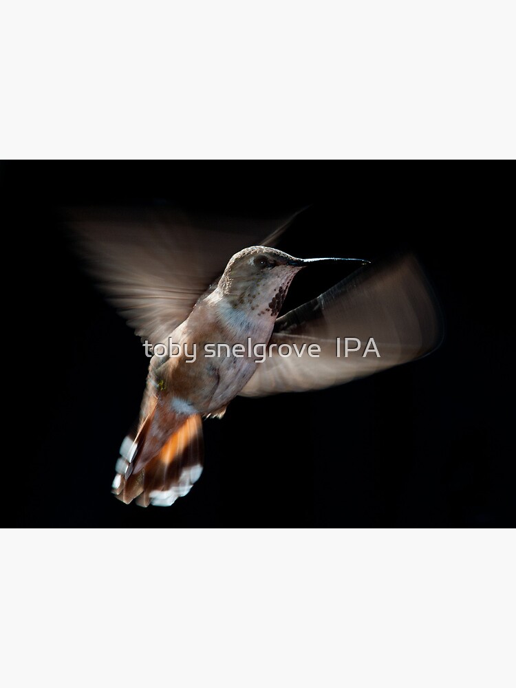 Humming Bird 02 by tobysnelgrove