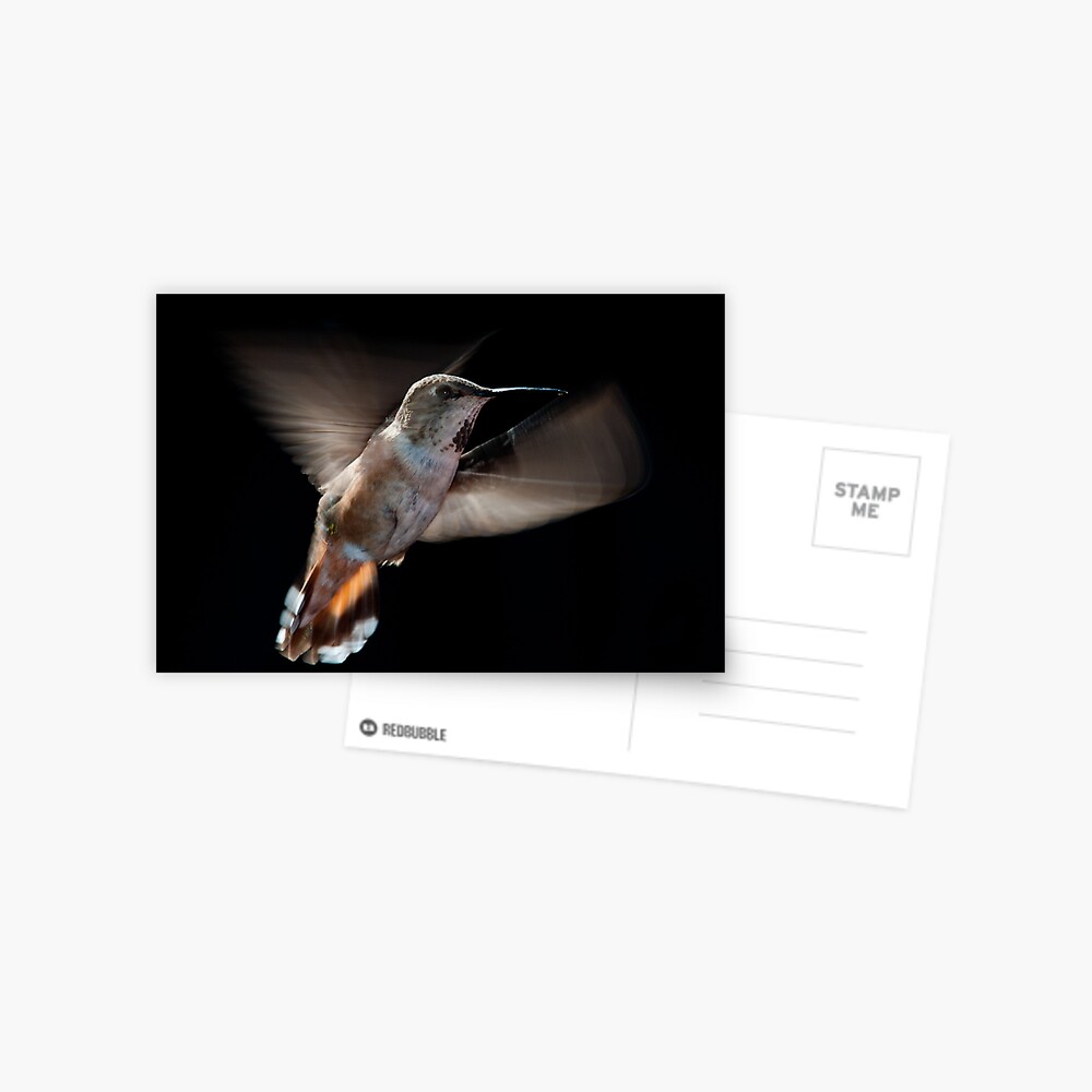 Humming Bird 02 Postcard
