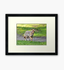 Trickster Framed Print