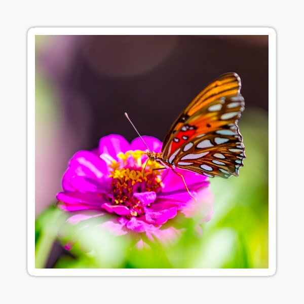 Zinnia Flower Sticker — Pinwheel Creative