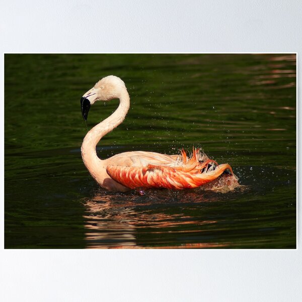 Item preview, Flitter-flutter - Bathing flamingo designed and sold by steppeland.