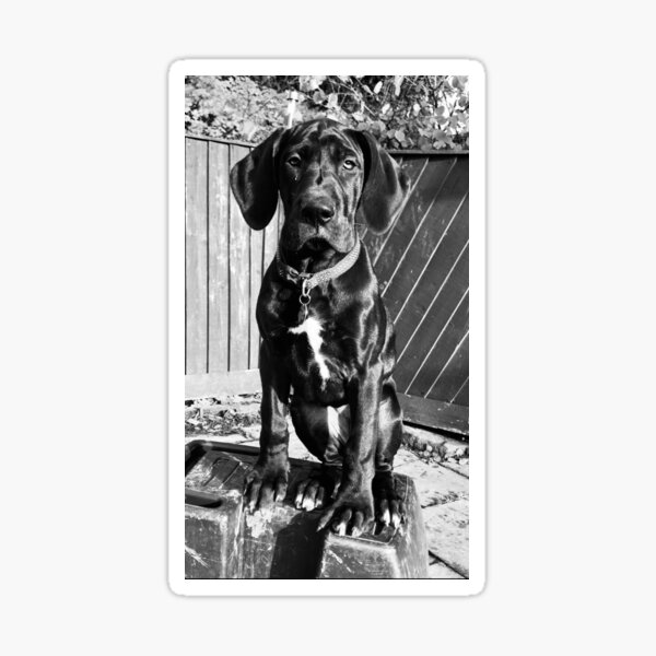 Great Dane Puppy Black and White Sticker