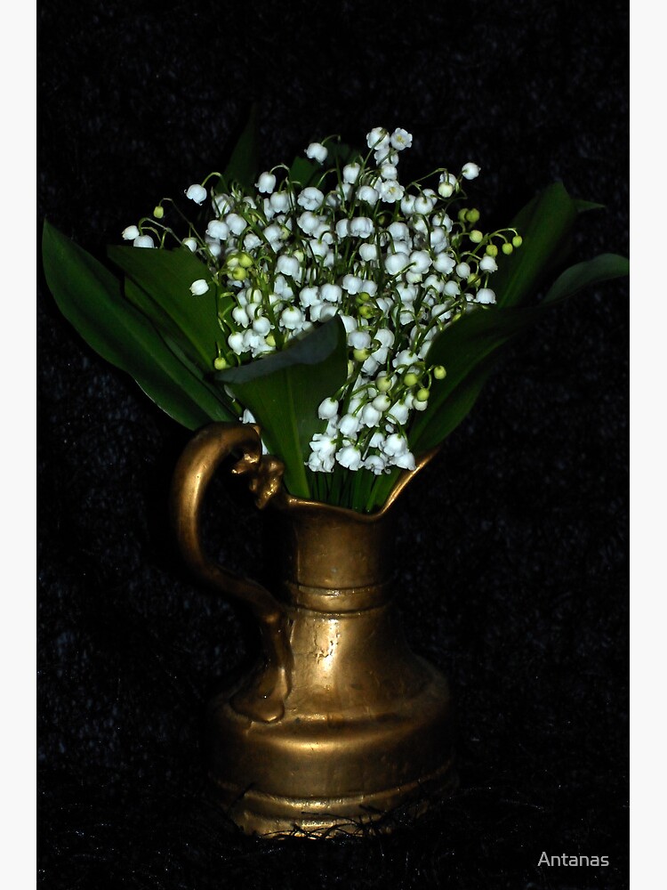 Lily of the valley by Antanas