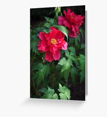 Chinese herbaceous peony Greeting Card