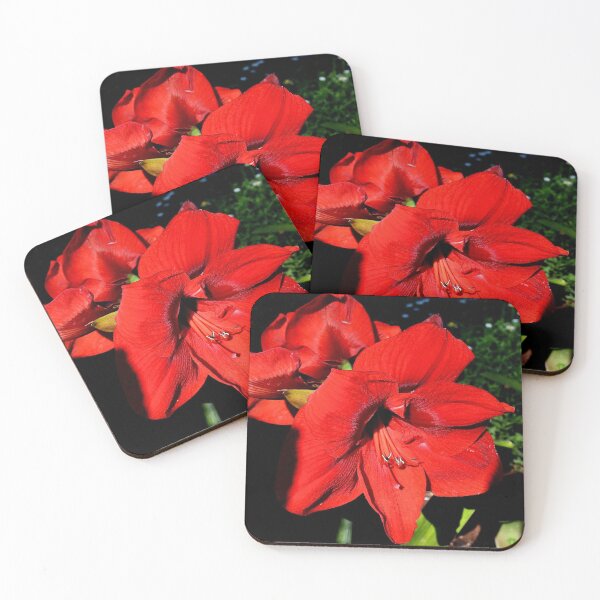 Item preview, IN RED -  ‘hippy’ Hippeastrum hybrids  designed and sold by Magriet Meintjes.