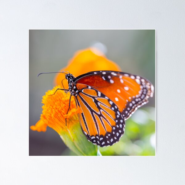 Item preview, Monarch Butterfly and Orange Flower designed and sold by srgreen.