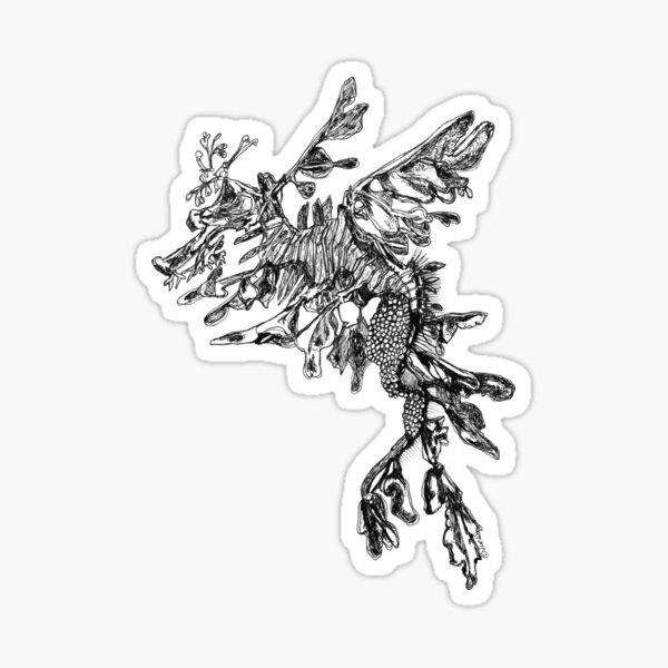 Steve the Leafy Sea Dragon Sticker