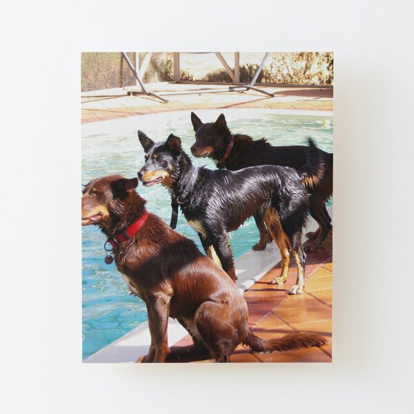 Kelpie Team Wood Mounted Print