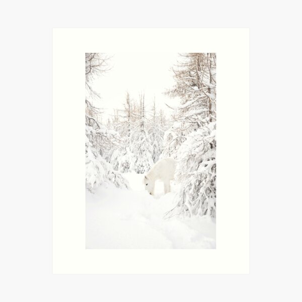 Islandpferd im Schnee Kunstdruck
