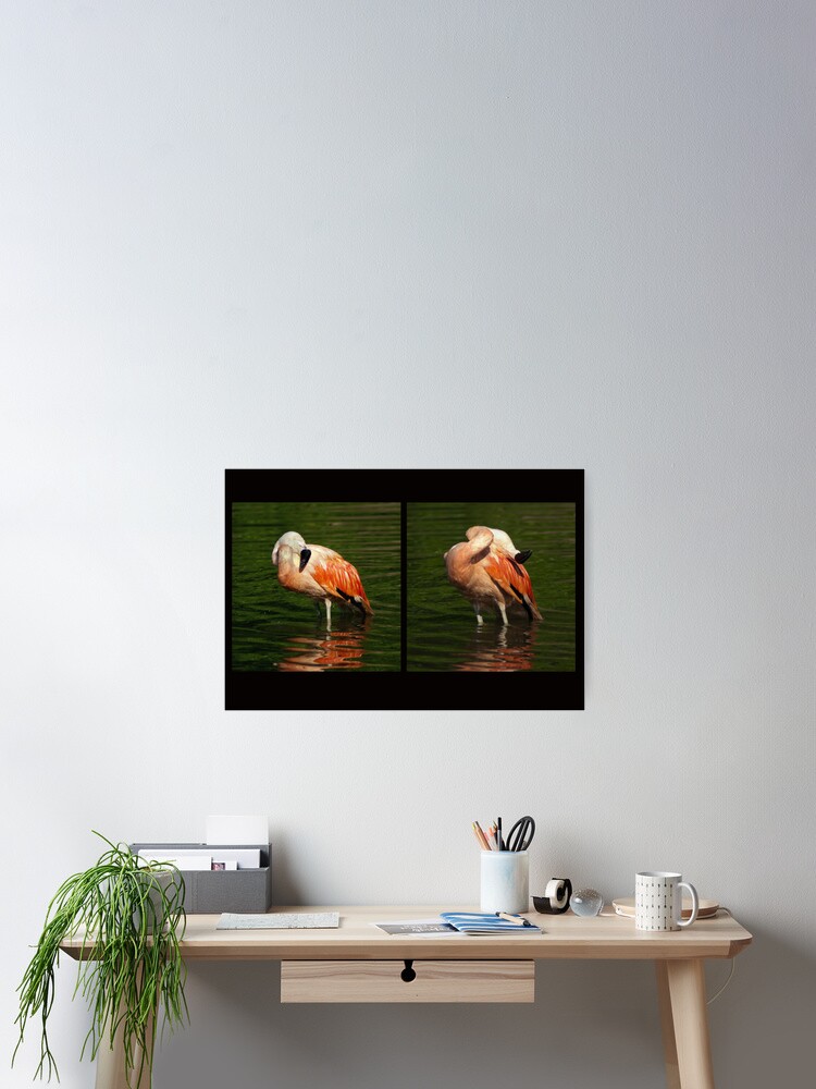 Thumbnail 2 of 3, Poster, Scratch front, scratch back - Bathing flamingo designed and sold by steppeland.