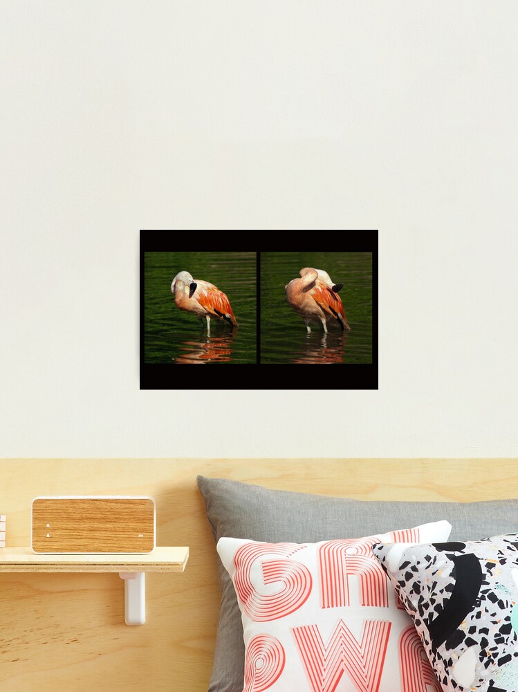 Thumbnail 2 of 3, Photographic Print, Scratch front, scratch back - Bathing flamingo designed and sold by steppeland.