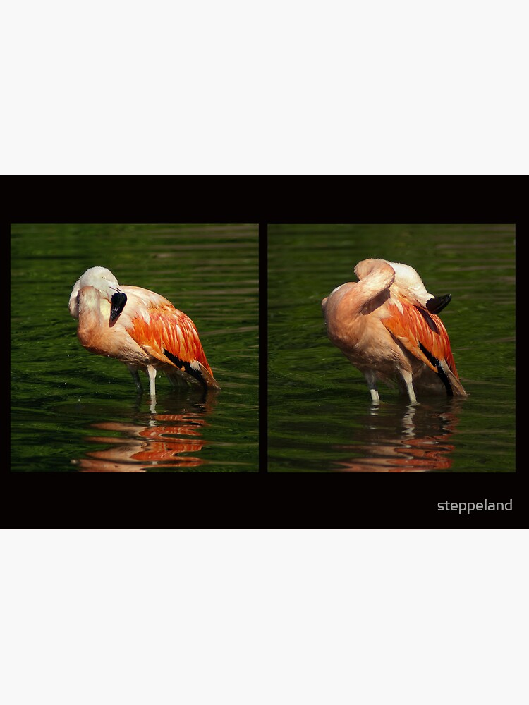 Thumbnail 3 of 3, Photographic Print, Scratch front, scratch back - Bathing flamingo designed and sold by steppeland.